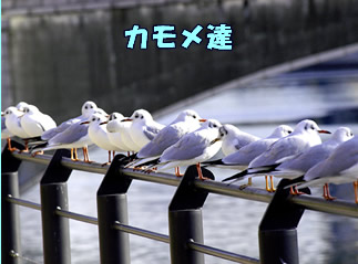 ���l�`�Ƃ�����
